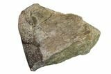 Polished Dinosaur Bone (Gembone) Section - Utah #151425-2